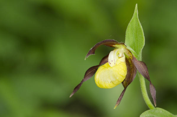Wil orchid, Cypripedium calceolus