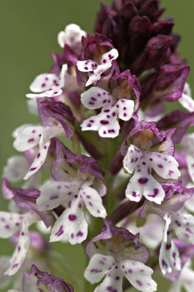 Wild orchid, Neotinea ustulata