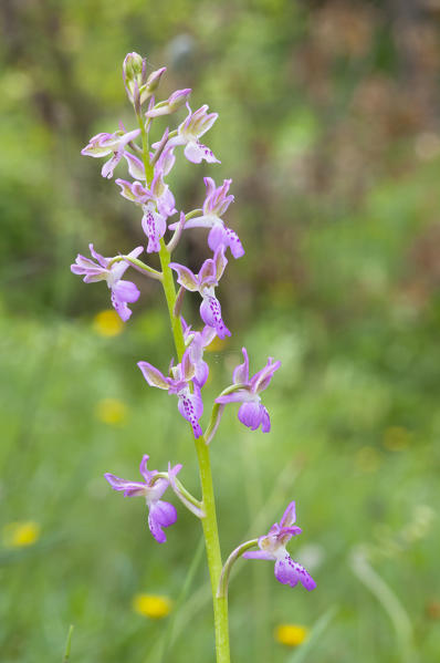 Wild orchid, Orchis patens