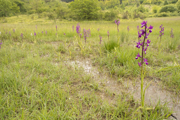 Wild orchid, Anacamptis laxiflora bloom in its specific habitat