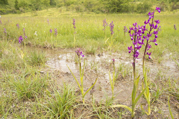 Wild orchid, Anacamptis laxiflora bloom in its specific habitat