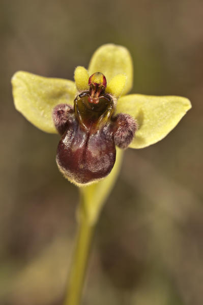 Wild orchid, Ophrys bombyliflora, flower detail