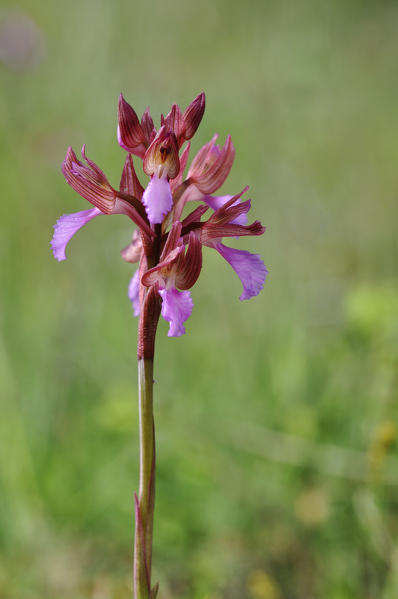 Wild orchid, Anacamptis papilionacea
