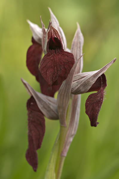 Wild orchid, Serapias cordigera