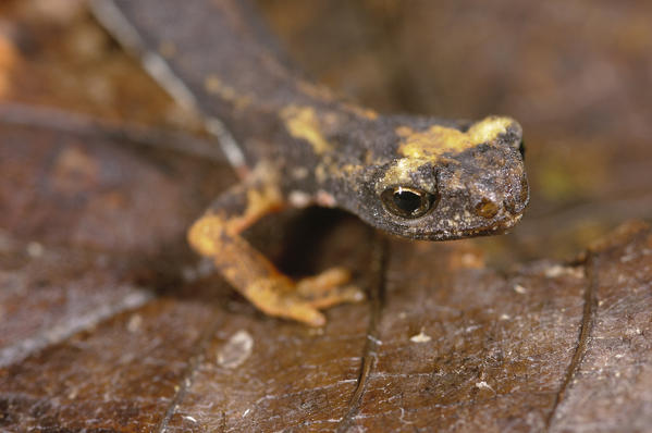 Specimen of salamander, Spectacled salamander, eyes detail. There is a typical livrea for this species, and for this reason is also called 'salamander with glasses'