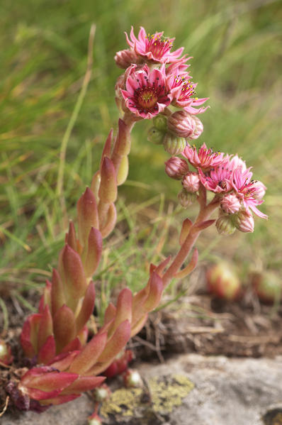 Semprevivum montanum, flower detail
