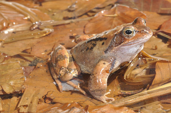 Common frog in its habitat