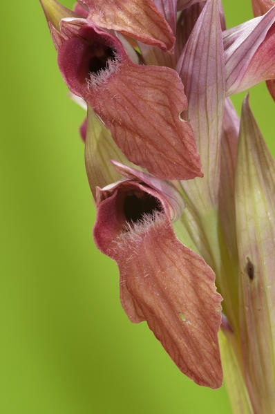 Wild orchid, Serapias neglecta, flower detail