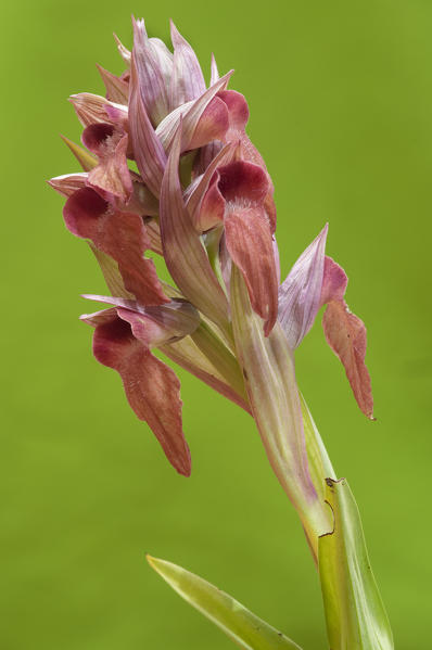 Wild orchid, Serapias neglecta