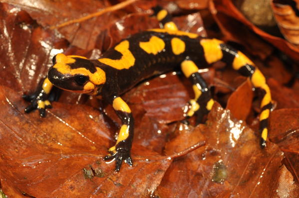 Specimen of Fire salamander, Salamandra salamandra.