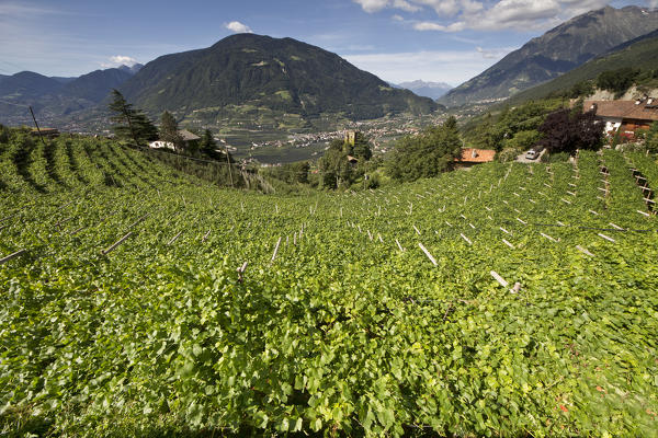 The grape crops in Tyrol, Passeier Valley, Trentino Alto Adige, Italy, Europe.