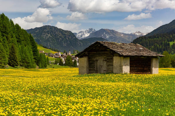 Alpine hut in a meadow of flowers near the village of Splugen, Canton Grisons, Switzerland, Europe