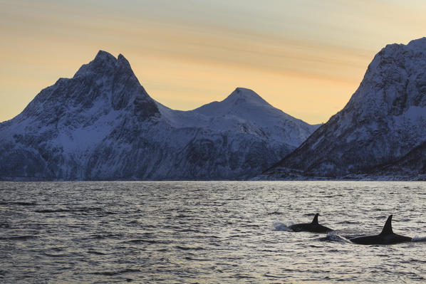 Orca (Orcinus orca) in Mefjorden fjord, Berg in Troms, Norway, Senja, nordland, norway, europe
