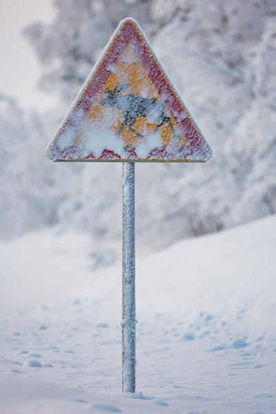 Typical frozen finnish reindeer crossing sign, Muonio, Lapland, Finland, Europe