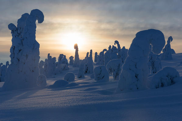 Typical ice sculptures in the woods of Riisitunturi national park, posio, lapland, finland, europe