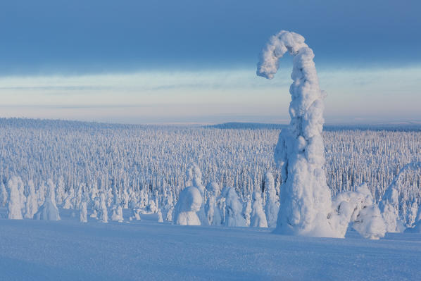 Typical ice sculptures in the woods of Riisitunturi national park, posio, lapland, finland, europe