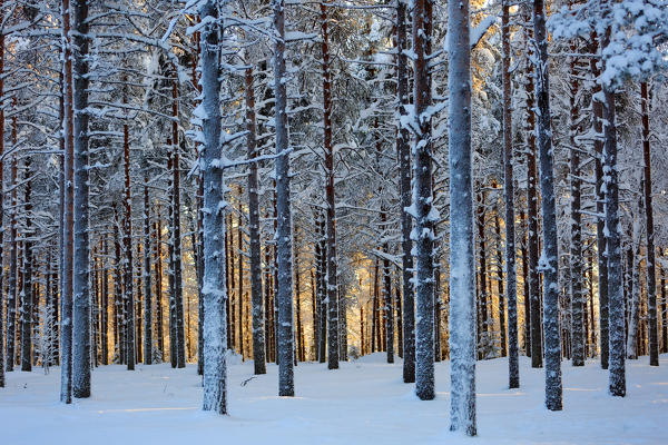 Lapland woods in winter at sunset, Kuusamo, Finland, Europe