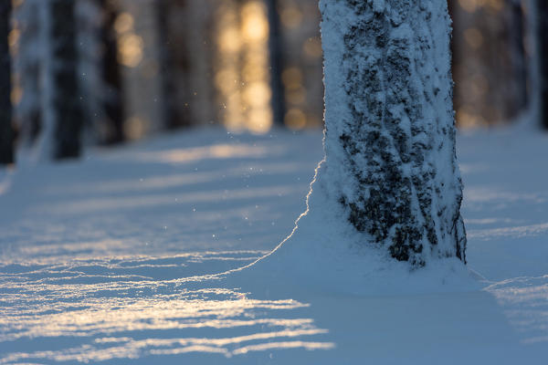 Lapland woods in winter at sunset, Kuusamo, Finland, Europe
