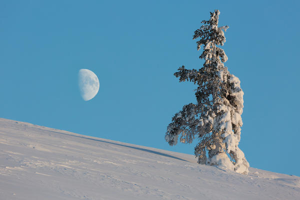 Lonely tree in front of the Moon at Pallas - Yllästunturi national park, Muonio, Lapland, Finland, Europe