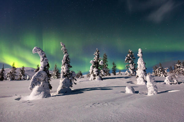 Northern light (aurora borealis) in a woods of Pallas - Yllästunturi national park, Muonio, Lapland, Finland, Europe