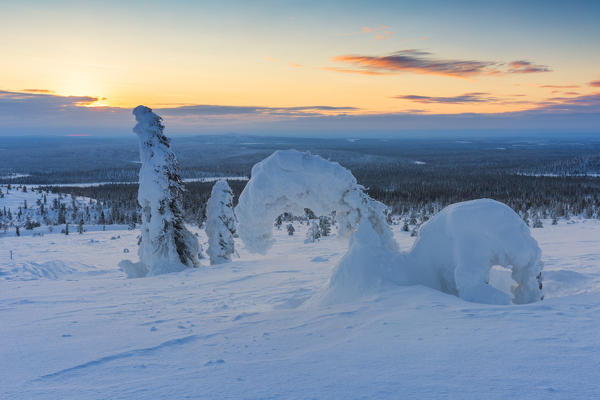 Lonely horse-shaped tree covered by the snow at Pallas - Yllästunturi national park, Muonio, Lapland, Finland, Europe