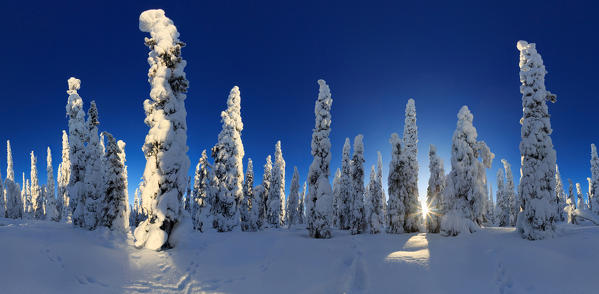 360 panoramic photo of a lapland woods immersed in snow near kuusamo, lapland, finland, europe 