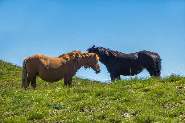 Italy, Marche, Sibillini mountain range,  Horses on mount Bove