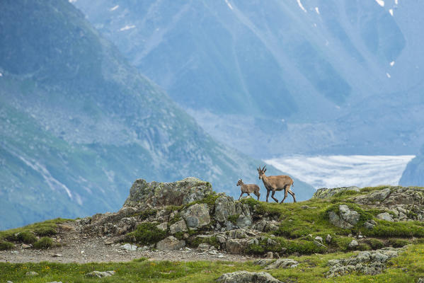 Capra Ibex on a rock, Mont Blanc, France