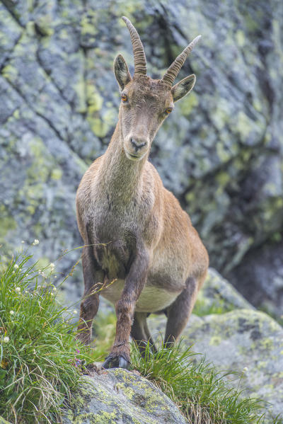 Switzeland,Alpine ibex