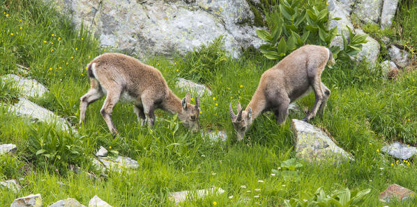 Switzeland, Alpine ibex
