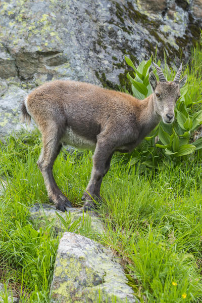 Switzeland, Lac de Cheserys, Alpine Ibex (Capra Ibex) in the meadows