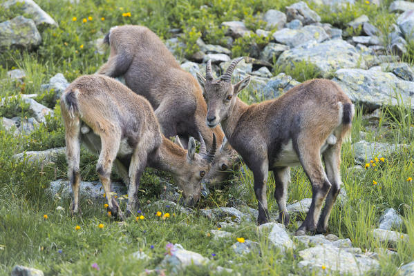 France, Mont Blanc, Lake Cheserys, Alpine Ibex (Capra Ibex)