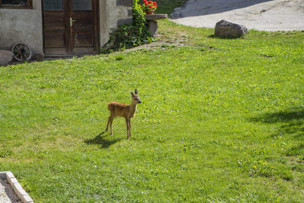 Gardena valley, Dolomites, Italy, European roe