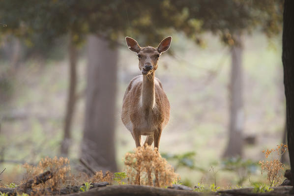 Tuscan, Italy. Roe Deer.