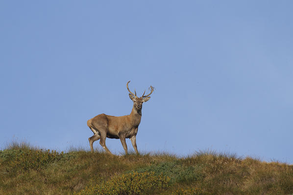 Lombardy, Italy. Red deer.