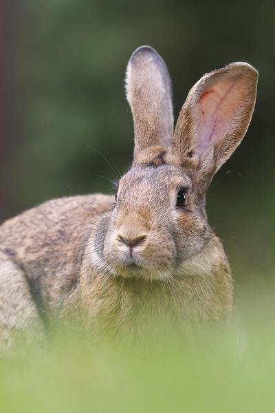 Brescia, Lombardy. Cottontails