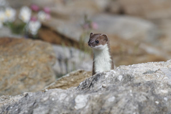 Stelvio National Park, Lombardy, Italy. Ermine