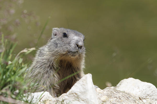 Stelvio National Park, Lombardy, Italy. Alpine marmot.