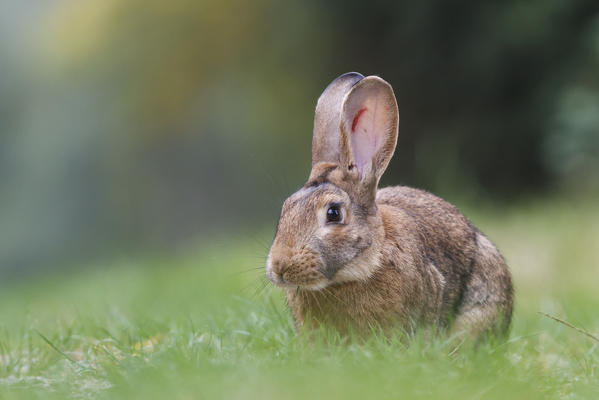 Brescia, Lombardy. Cottontails