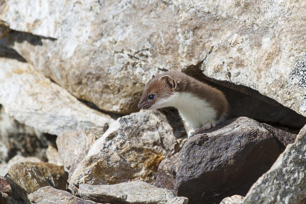 Stelvio National Park, Lombardy, Italy. Ermine