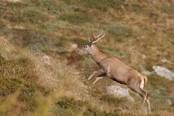 Lombardy, Italy. Red deer.