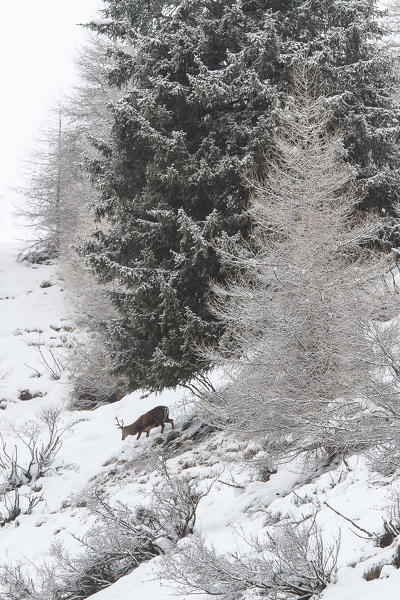 Stelvio National Park, Lombardy, Italy. Red deer.