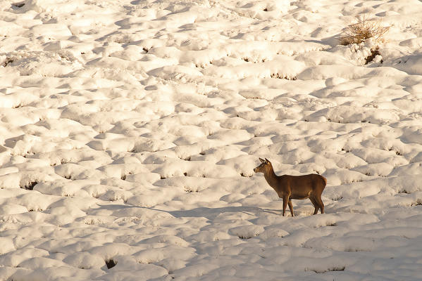 Lombardy, Italy. Red deer.