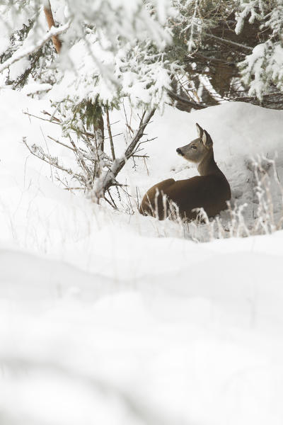 Lombardy, Italy. Roe deer