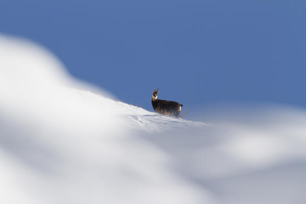 Lombardy, Italy. Chamois.