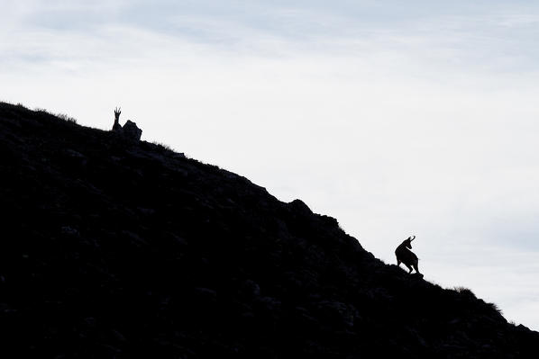 Lombardy, Italy. Chamois.