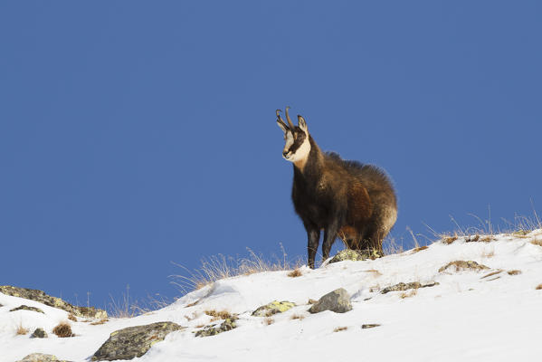Lombardy, Italy. Chamois.