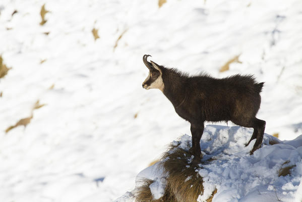 Lombardy, Italy. Chamois.