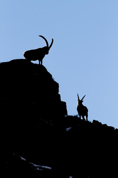 Lombardy, Italy. Ibex.