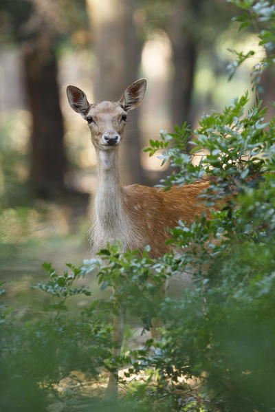Tuscan, Italy. Roe Deer.